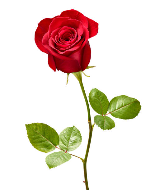 Smith, Jean M. (Smyth)